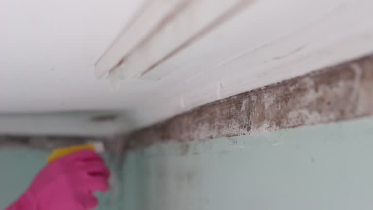 Best Comprehensive Air Testing for Mold Contaminants  in Cactus Flats, AZ